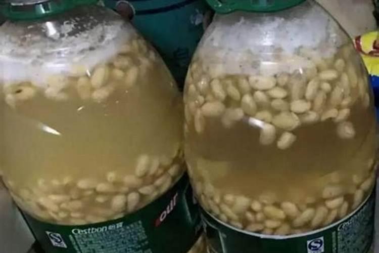 腐殖酸叶面肥促进根系生长？腐殖酸叶面肥可以提高产量吗？