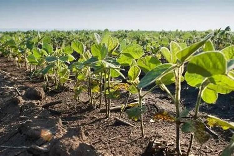 杏树怎么时候施肥最为适宜？