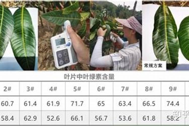 种植指南:蔬菜叶面肥有哪些种类