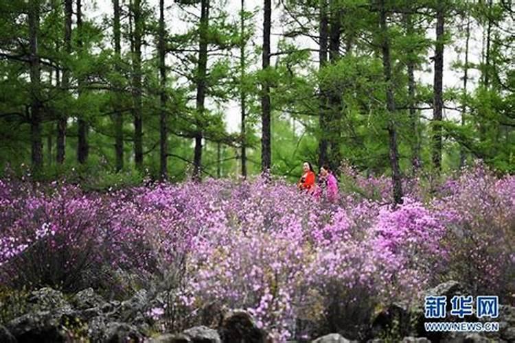 杜鹃花带芽怎么施肥？施肥需要水吗？