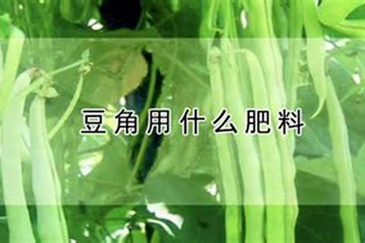 豆角用什么肥料效果好(种植豆角结果期需要什么叶面肥)
