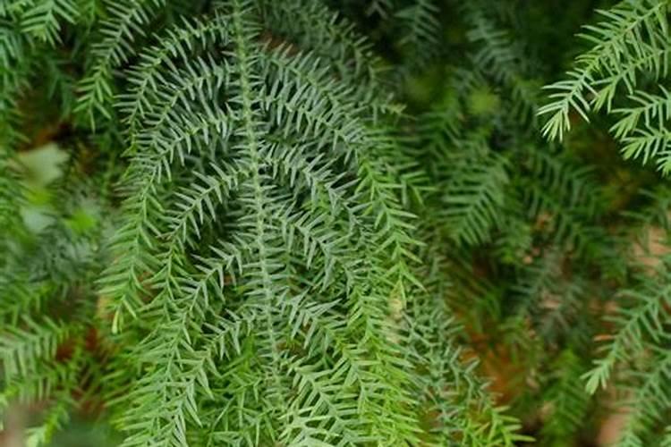 山东皇岛的粘糕咋吃