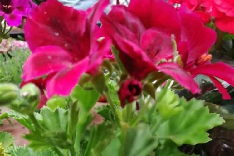 小葡萄苗施什么肥长的快