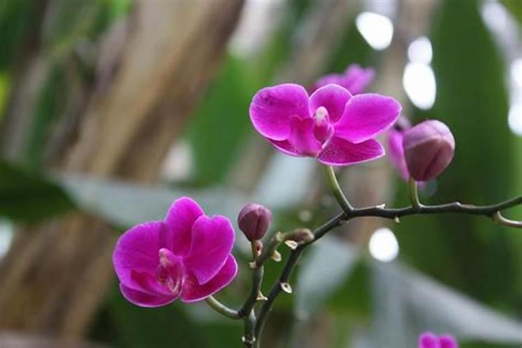 菊花有花蕾时能用磷酸二氢钾喷叶面肥吗