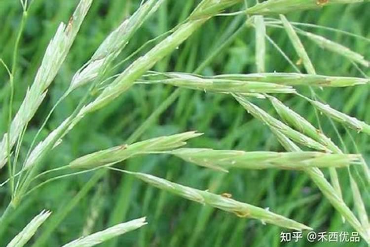 麦田打完除草剂后多少天才可以浇水麦田麦田打除草剂后五天浇水对小麦生...