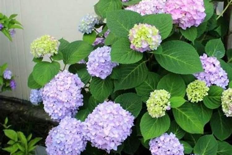 茶花应该怎样养