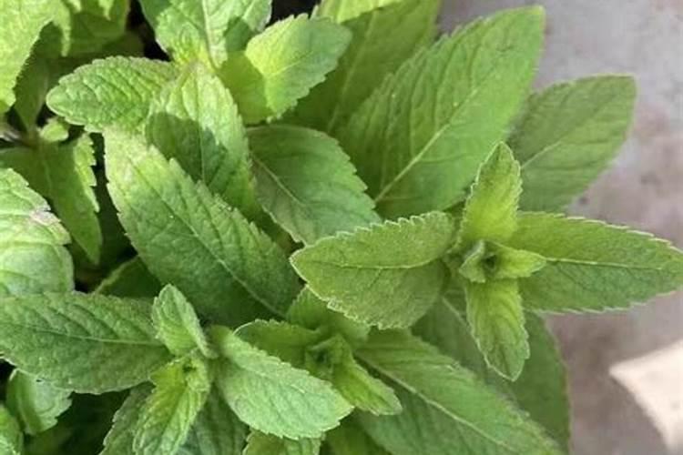 薄荷需要施肥吗 薄荷如何施肥