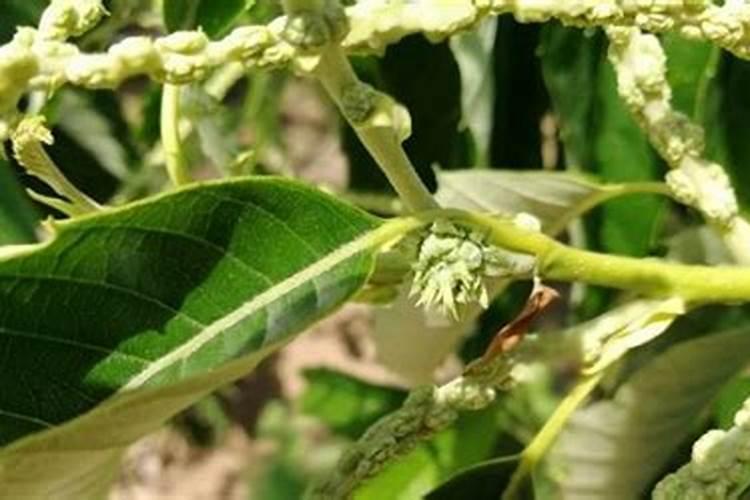 初次种果树小苗要放复合肥吗