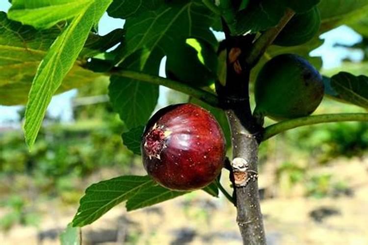 天脊集团化肥怎么样