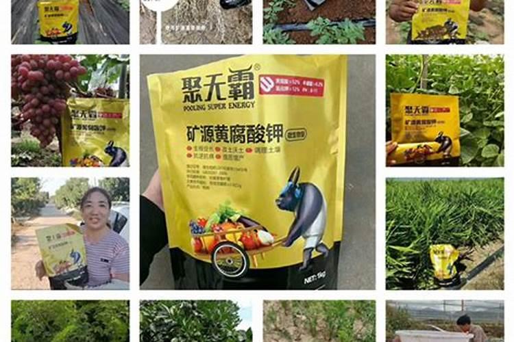 君子兰缺肥怎么判断