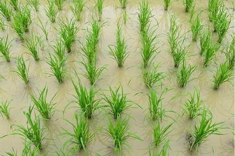 小白菜种植多长时间能收获？