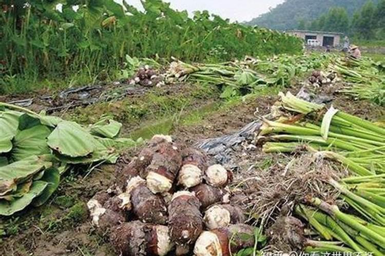 芋头什么时候施肥 芋头的施肥时间