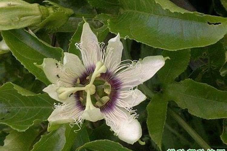 樱花树苗怎么栽培