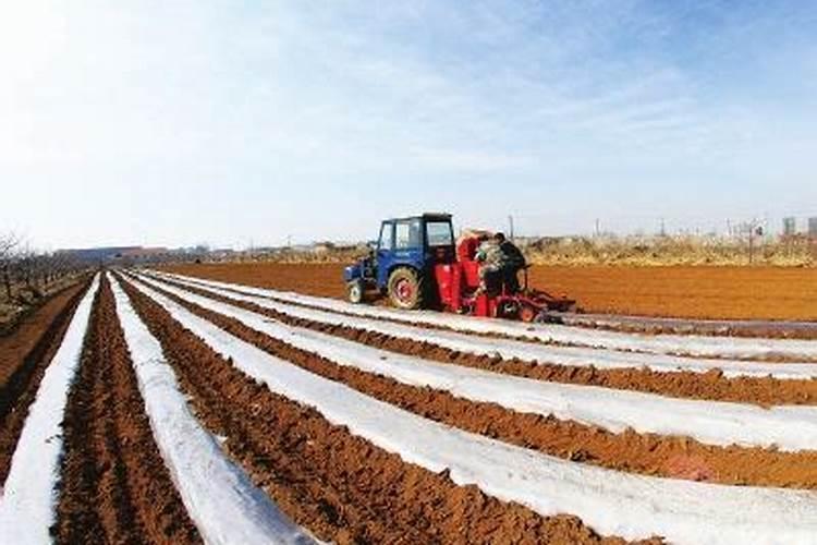 桃子的功效与作用禁忌 水蜜桃怎么挑选才好吃