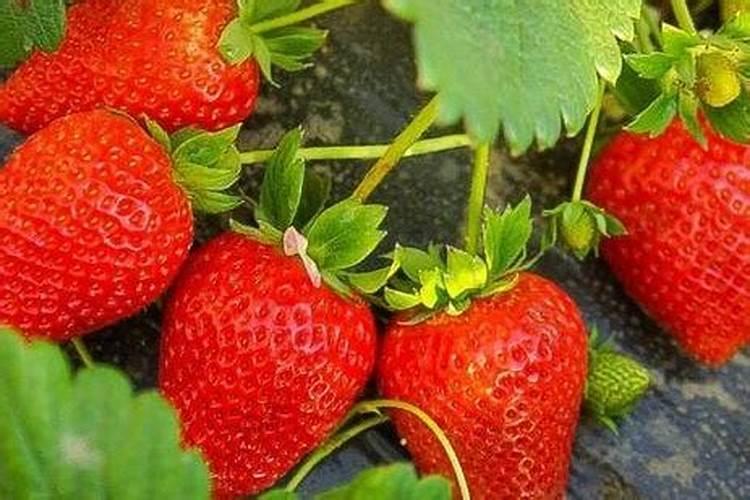 用于蔬菜的叶面肥可以用在果树上吗？