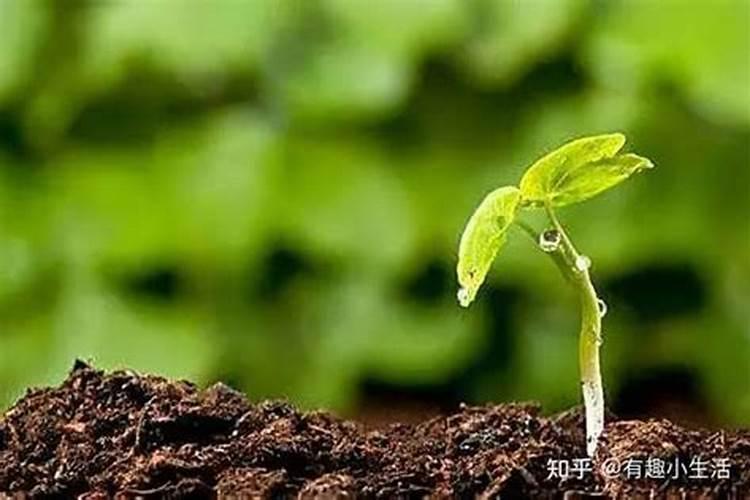 果树打农药的正确方法