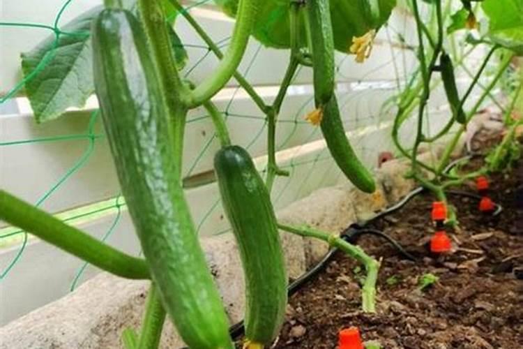 黄瓜如何平衡施肥？黄瓜施肥需要注意什么？