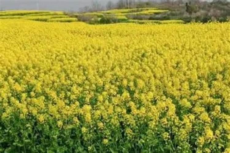 什么能够当作硼砂水的替代品呢