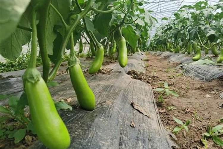 西红柿使用什么肥料最好？