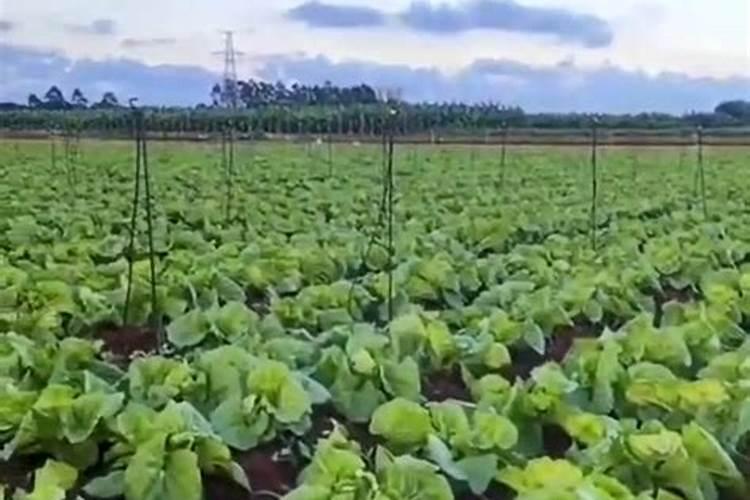 大白菜寒露后怎样浇水