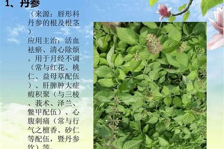 芥兰菜种植时间和方法