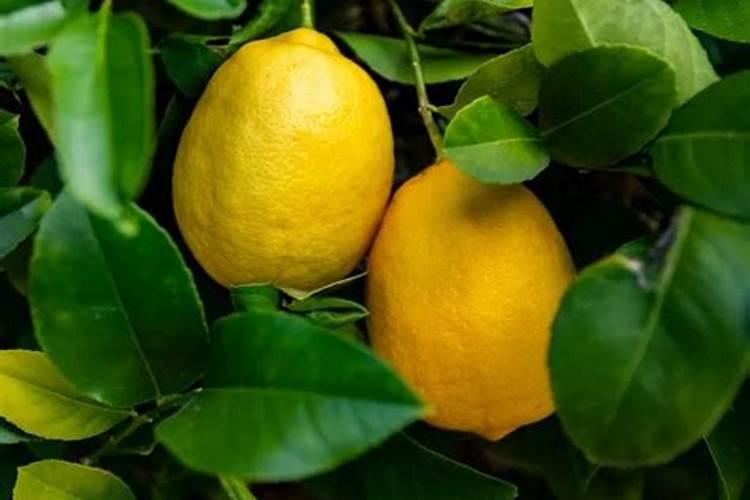 蓝莓都在什么时间段使用硼肥？