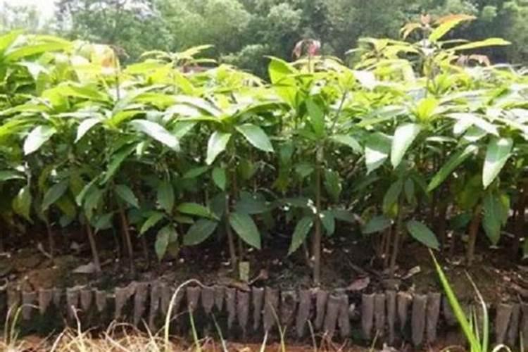 玉米什么时候喷农药好