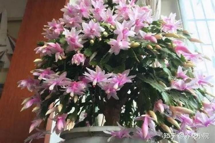 蟹爪兰肥能上桂花吗？