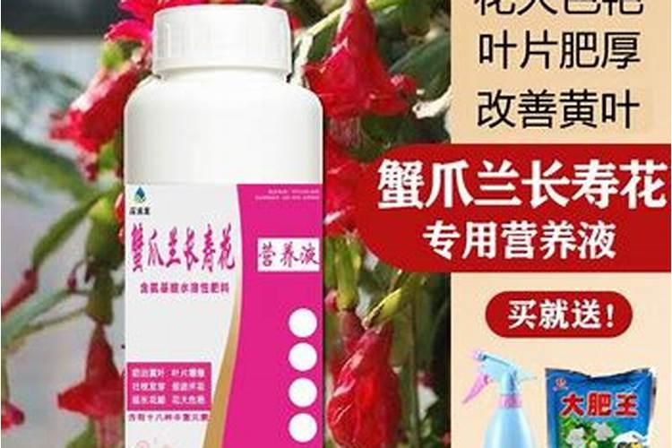 蟹爪兰有花苞施什么肥好 施肥注意事项