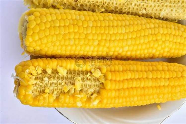 煮熟的玉米能当姜肥料