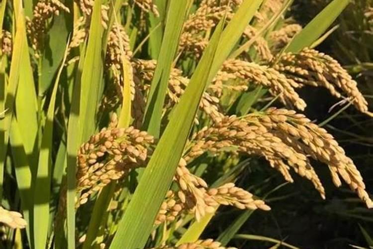 水稻扬花期适合打芸苔素吗？