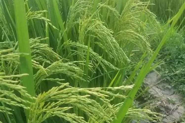 无根鸿运竹要怎么水养？