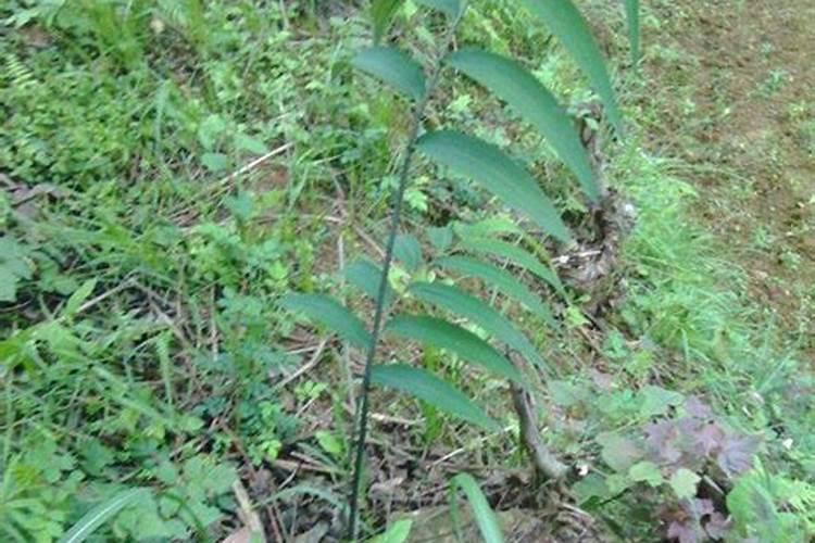 迎春花土里应加什么肥料