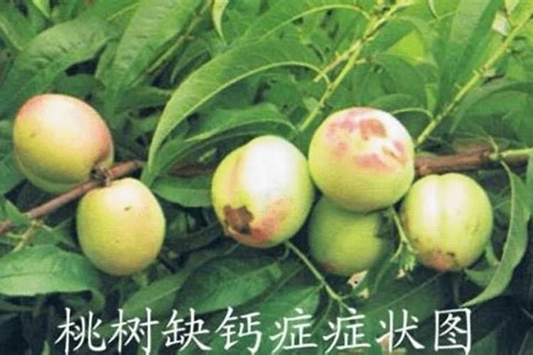 苹果套袋前打什么农药配方