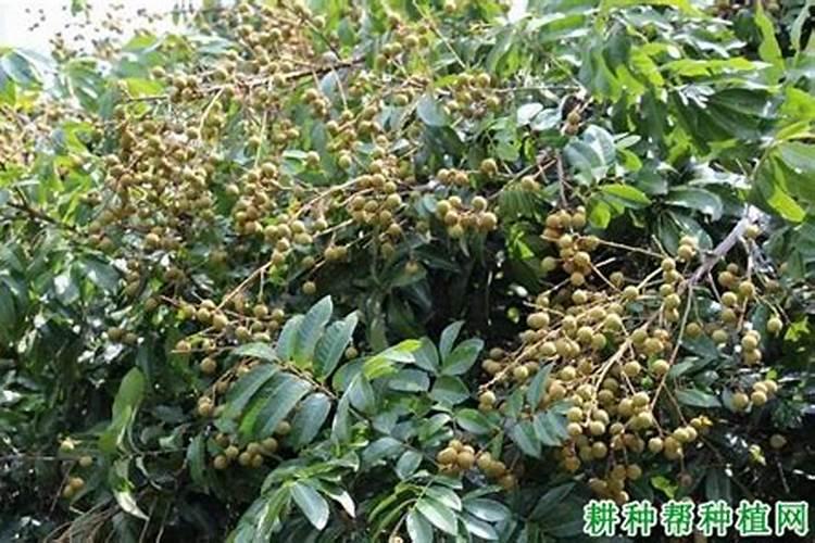 秋肥到底该如何选？高氮、平衡、高钾各有什么差别？