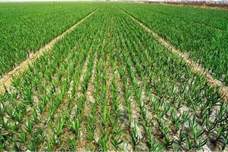 氮肥磷肥 在我们日常生活中在什么里含有这两种肥料？