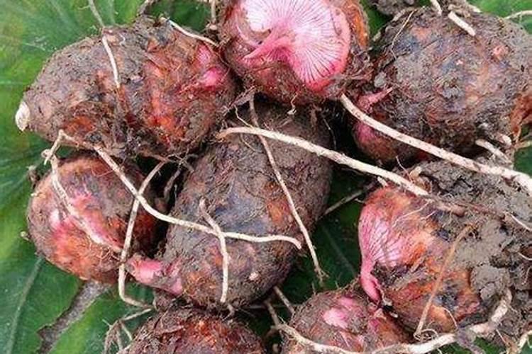 红薯控旺用烯效唑和甲环酸钙混合能用吗