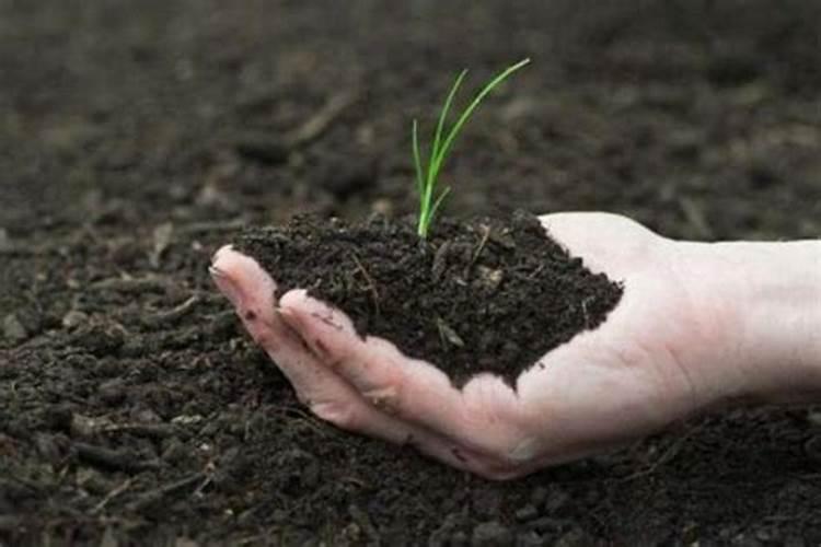 为什么大家都争相购买诺威施西洋速溶针状肥？