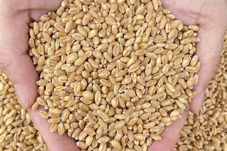 绿叶植物用什么肥料