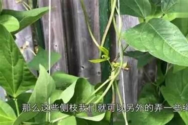 莴笋怎么施肥莴笋施肥规律