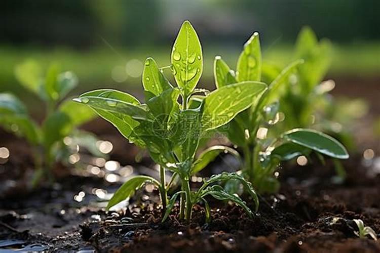 用什么肥促进植物茎杆分支分化