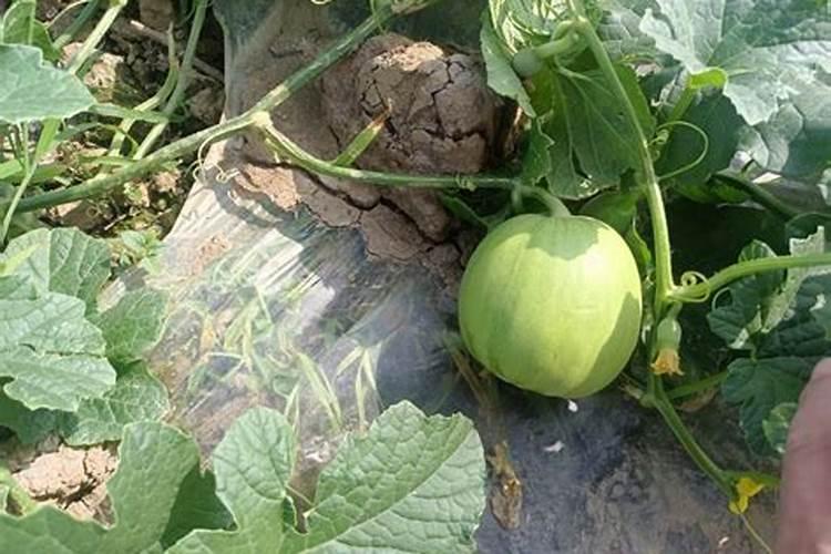 阳台种番薯叶的方法 阳台怎么种番薯叶