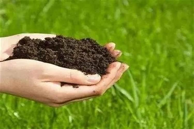 莴笋施肥用什么肥料