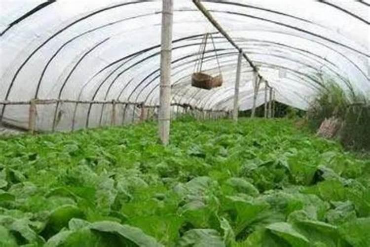 哪种叶面用的钙肥吸收好