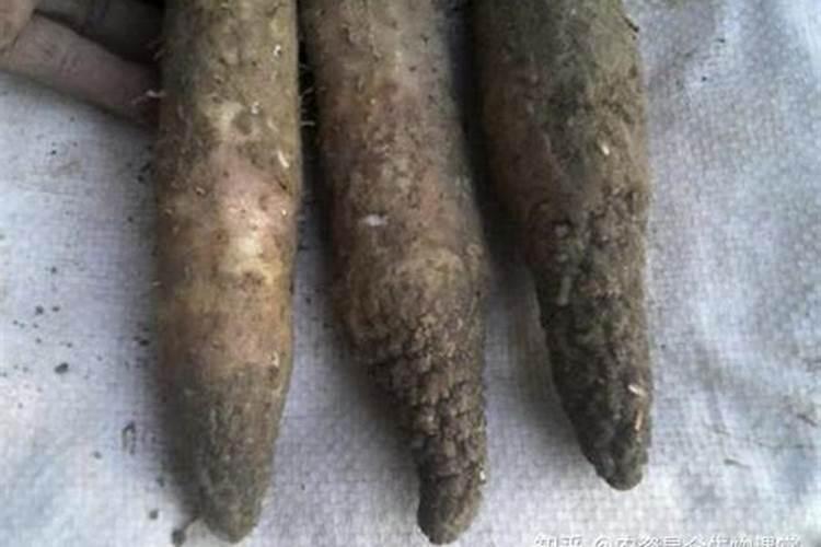 种麻山药史什么肥料好