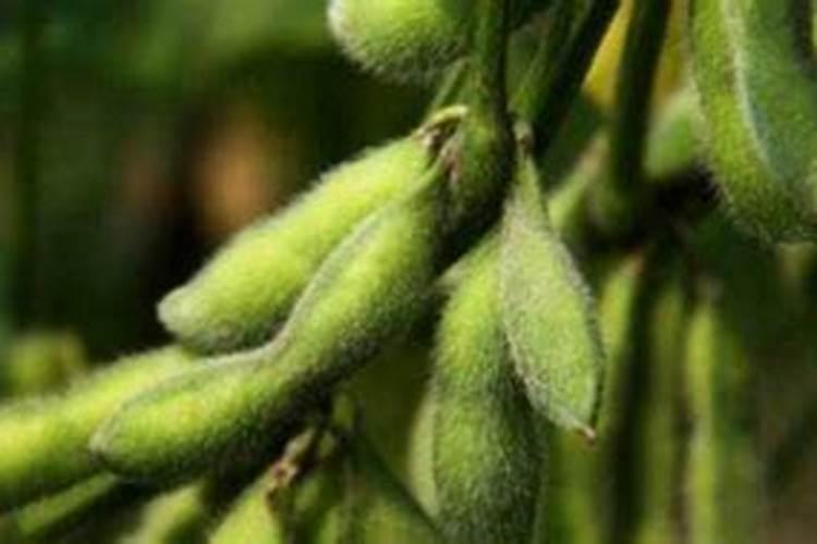 大豆开花期能打叶面肥吗