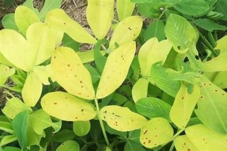 花生苗期喷施什么叶面肥