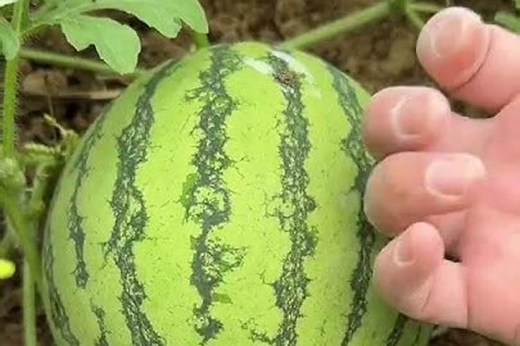 避坑!西瓜施水溶肥的4大注意事项