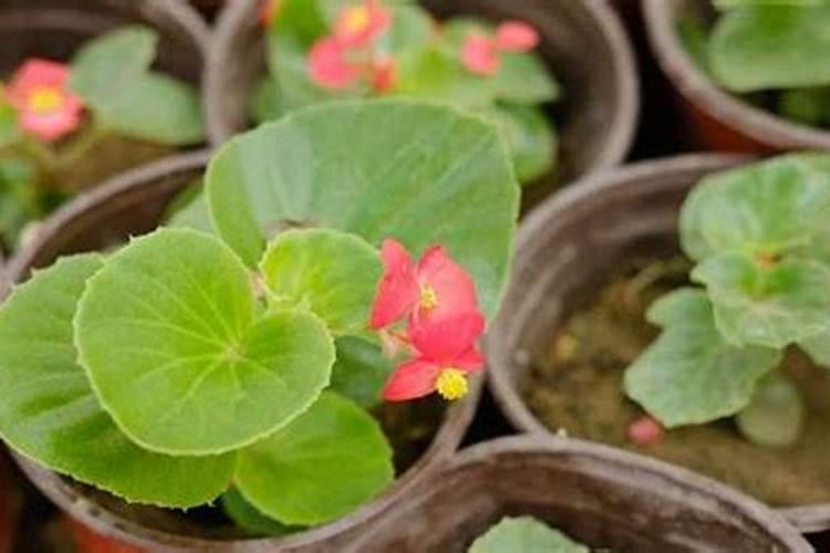 肉肉植物用什么肥料好(养护多肉的方法详解)