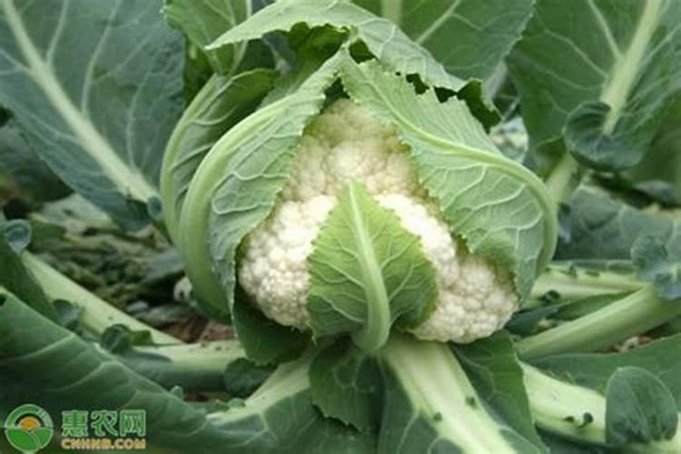 松花菜定植后需要打什么药